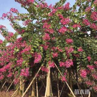 10公分红花羊蹄甲