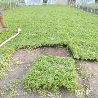 高度5厘米姬岩垂草