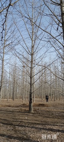 28公分银杏