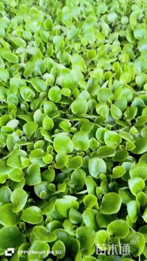 高度7厘米四季海棠