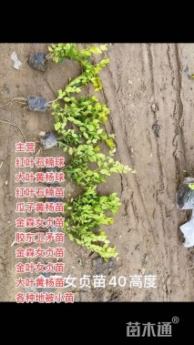 高度40厘米胶东卫矛