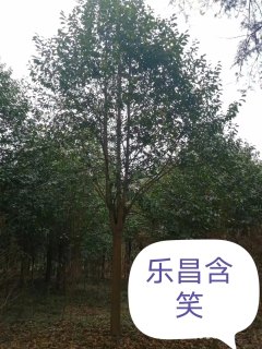 20公分乐昌含笑