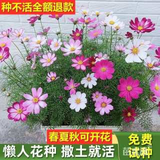 波斯菊种子
