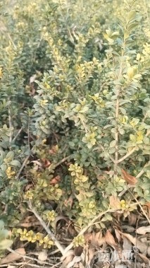 高度35厘米龟甲冬青