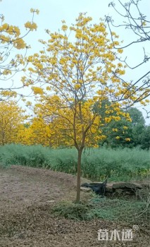 10公分黄花风铃木