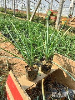 高度30厘米紫露草