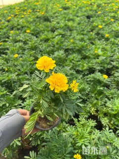 高度30厘米孔雀草