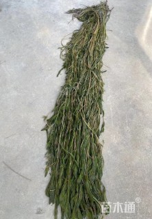 高度50厘米穗花狐尾藻