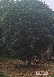 15公分桂花