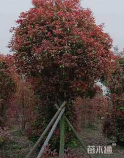 10公分红叶石楠