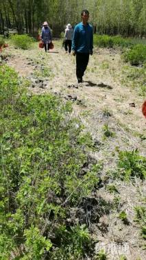 高度50厘米紫穗槐