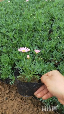 高度20厘米玛格丽特花