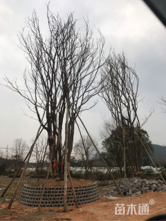 150公分丛生朴树