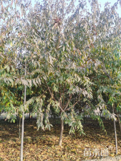 6公分山桃