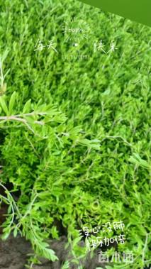 高度15厘米垂盆草