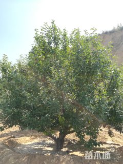 20公分八棱海棠