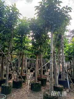 6公分白玉兰