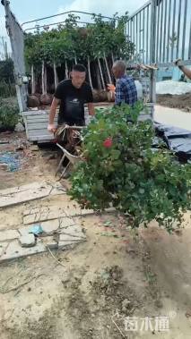 高度130厘米高杆月季