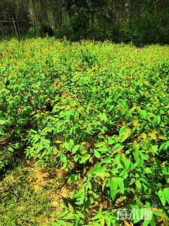 高度30厘米桉树小苗