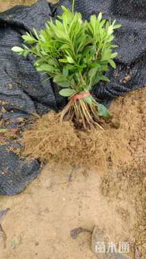 高度30厘米春鹃小苗