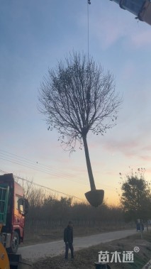 13公分流苏树