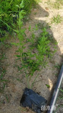 高度25厘米迎春花