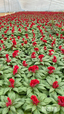 高度17厘米穗状鸡冠花