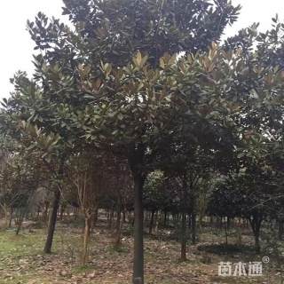 15公分广玉兰