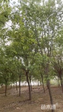 20公分白蜡