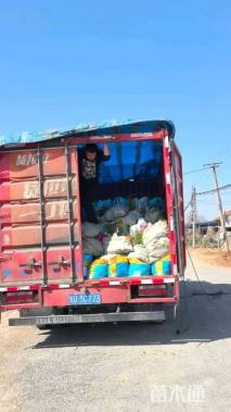 高度60厘米巴茅