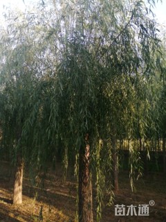12公分青皮垂柳