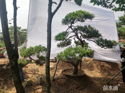 18公分松树