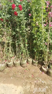 150厘米藤本月季