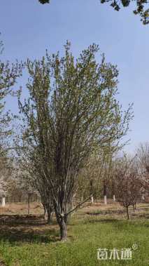 10公分西府海棠