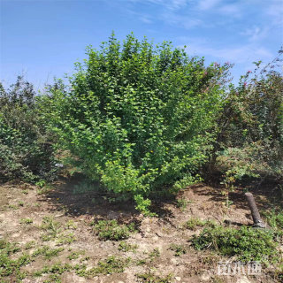 高度300厘米丛生木槿