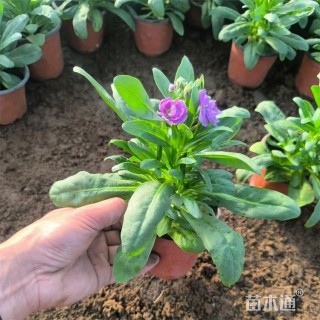 高度15厘米紫罗兰