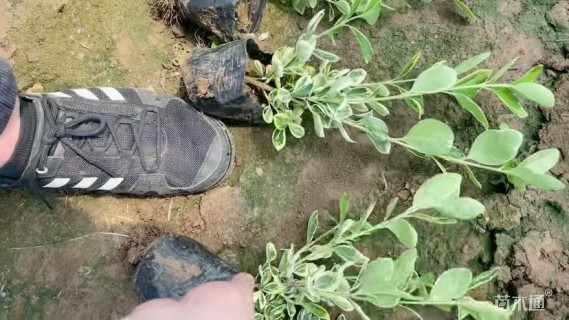 高度30厘米冬红卫矛