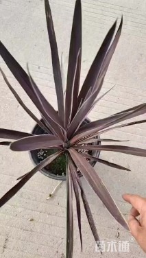 朱蕉