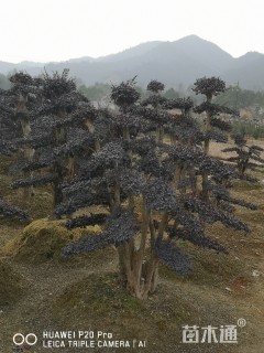 造型红花继木桩