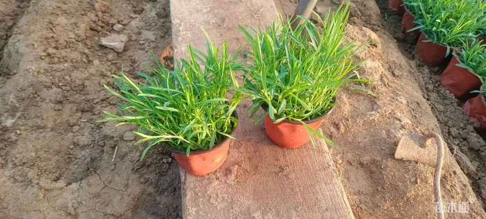 高度15厘米地被石竹