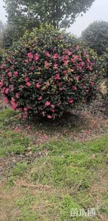 冠幅120厘米茶梅球