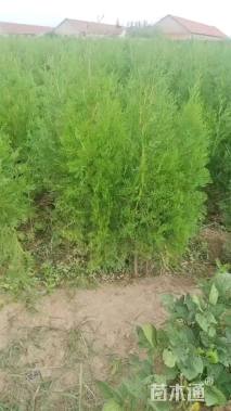 高度100厘米侧柏