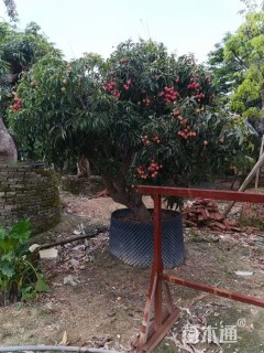 10公分荔枝树