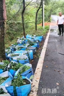 40公分凤凰木