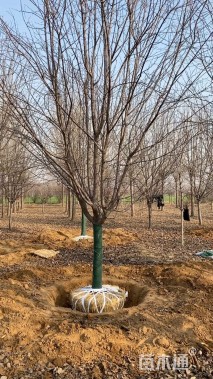 11公分绚丽海棠