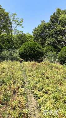 冠幅300厘米大叶黄杨球