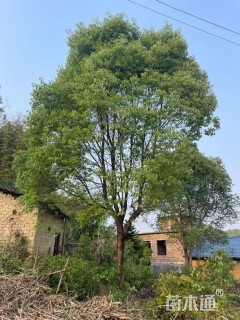 30公分香樟