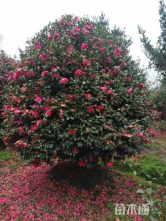 冠幅300厘米茶梅球