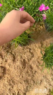 高度10厘米欧石竹