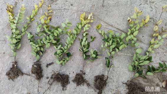 高度45厘米金森女贞